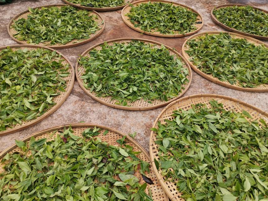 国际茶日迎来凤凰山古茶“联姻”建水紫陶